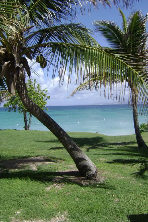 Free stock image of Palm trees created by Vidor00