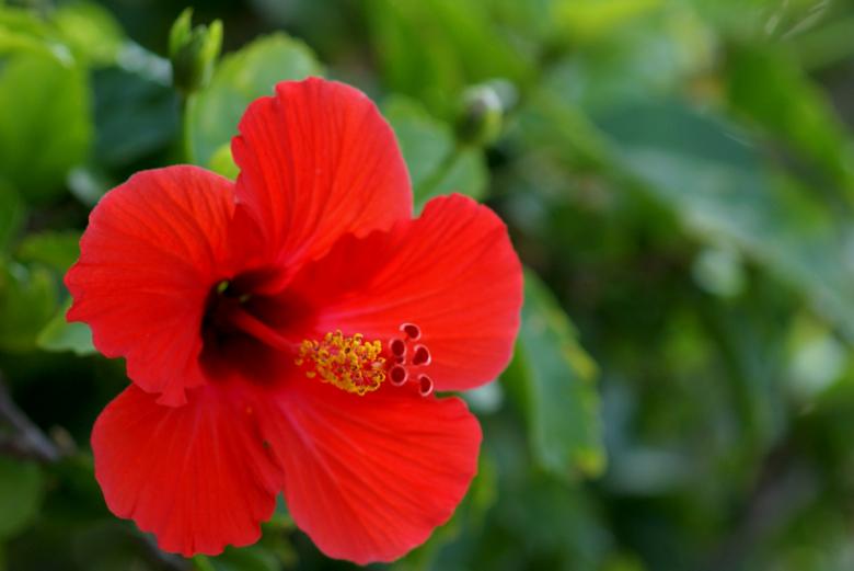 Free stock image of Hibiscus created by Barry Haynes