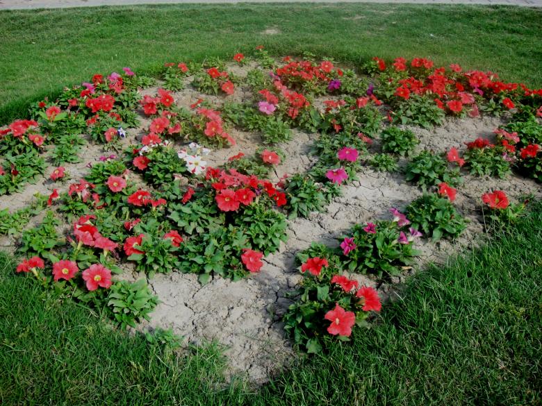 Free stock image of Flowers created by Ali Haider