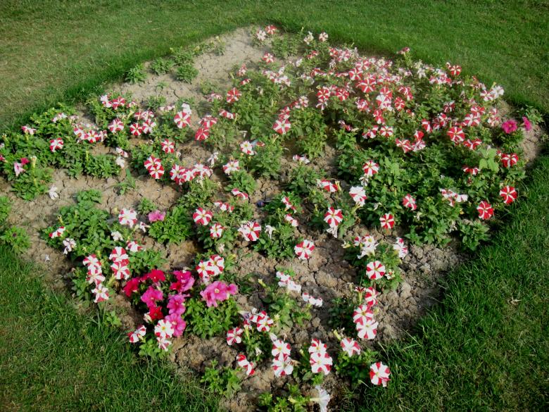 Free stock image of Flowers created by Ali Haider