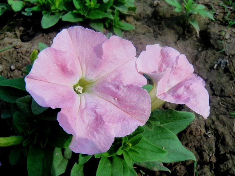 Free stock image of Flowers created by Ali Haider