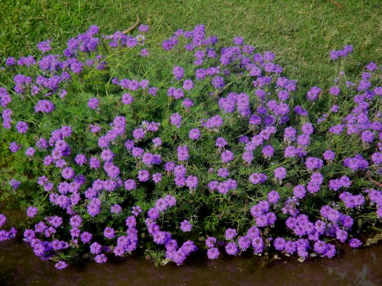 Free stock image of Flowers created by Ali Haider