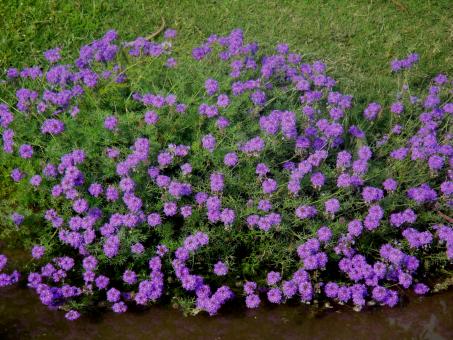 Flowers - Free Stock Photo