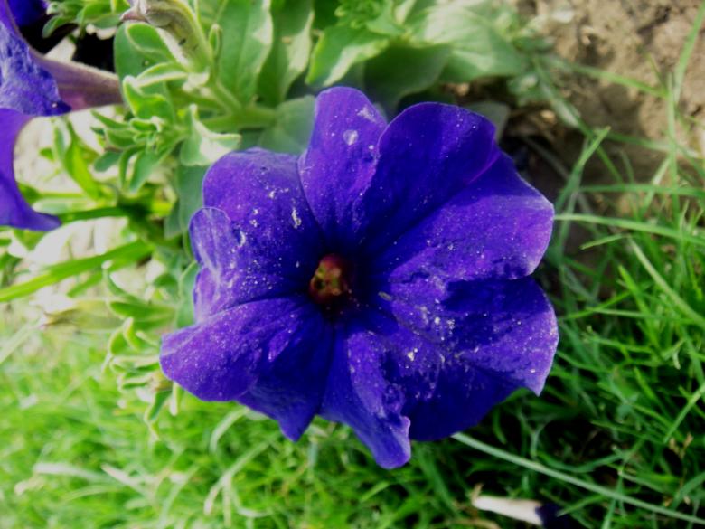 Free stock image of Flowers created by Ali Haider