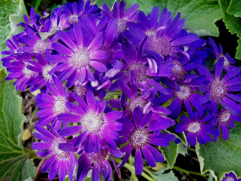 Free stock image of Flowers created by Ali Haider