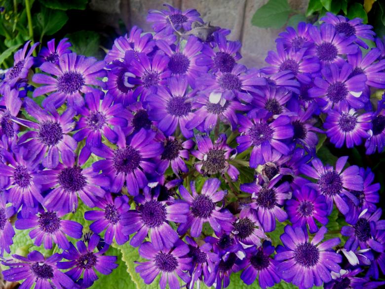 Free stock image of Flowers created by Ali Haider