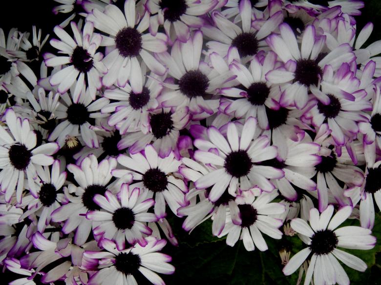 Free stock image of Flowers created by Ali Haider