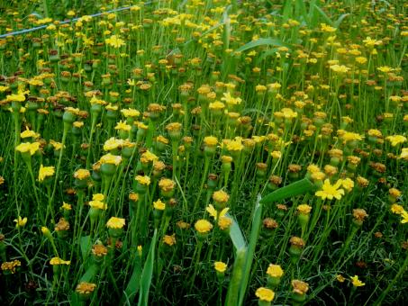 Free Stock Photo of Field of Yellow Small Flowers