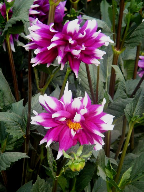 Free stock image of Flowers created by Ali Haider
