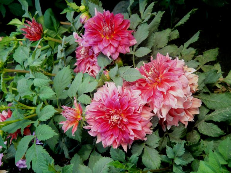 Free stock image of Flowers created by Ali Haider