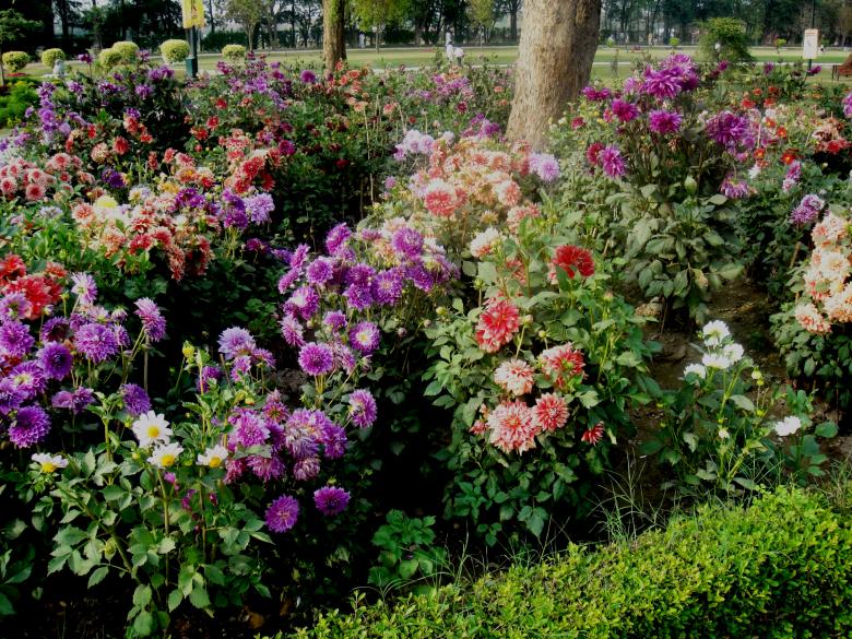 Free stock image of Flowers created by Ali Haider
