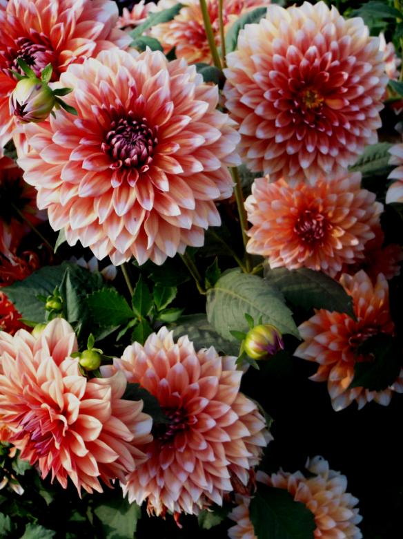 Free stock image of Flowers created by Ali Haider