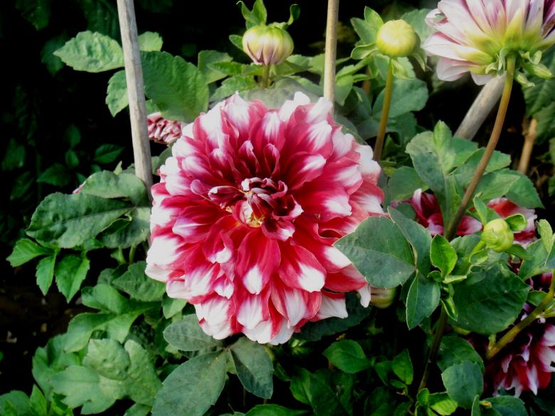 Free stock image of Flowers created by Ali Haider
