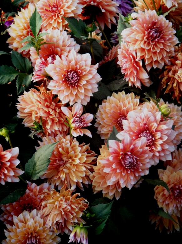 Free stock image of Flowers created by Ali Haider