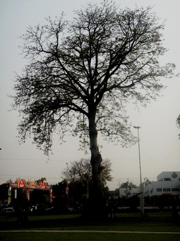 Free stock image of Tree created by Ali Haider