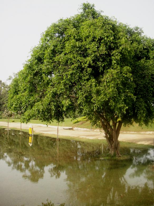 Free stock image of Tree created by Ali Haider