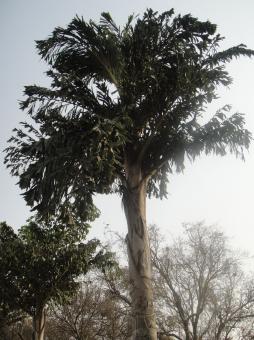 Free Stock Photo of Tree