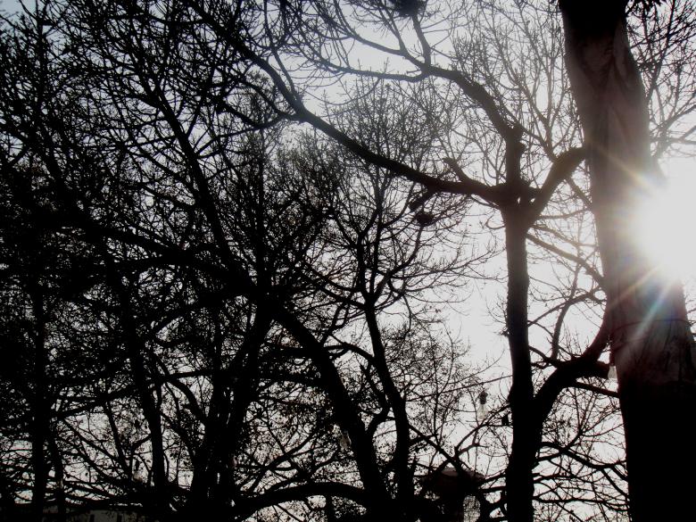 Free stock image of Trees created by Ali Haider