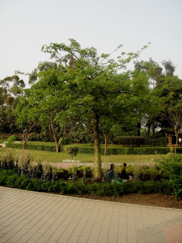 Free stock image of Trees created by Ali Haider
