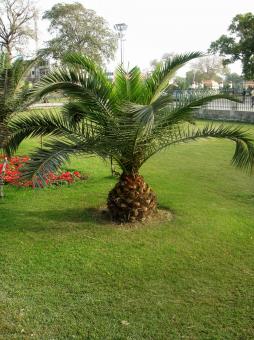 Free Stock Photo of Palm Tree