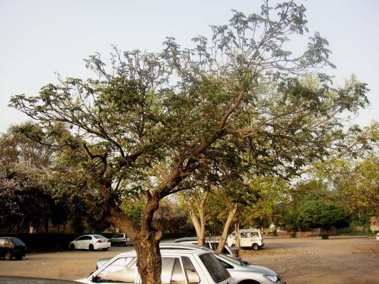 Free stock image of Trees created by Ali Haider