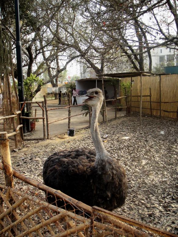 Free stock image of Ostrich created by Ali Haider