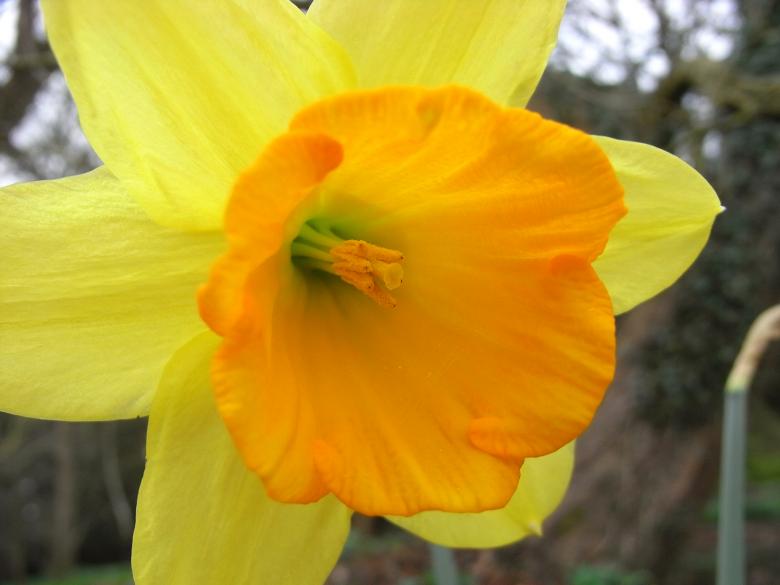 Free stock image of Daffodil created by Jackie Skeate