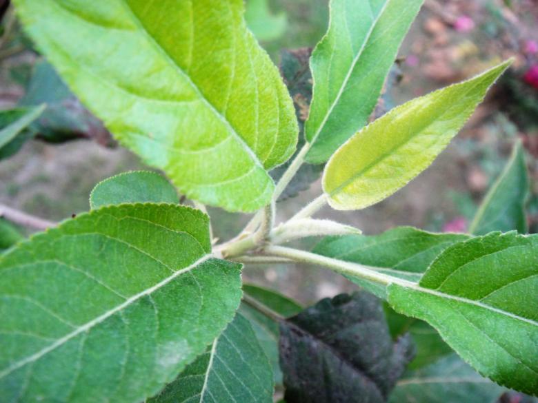 Free stock image of Leaf starts to grow created by Ali Haider
