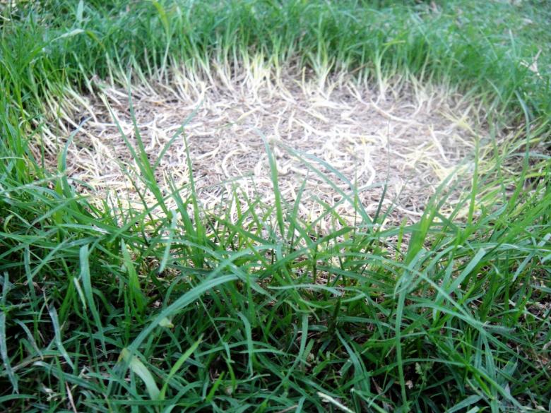 Free stock image of Burned green grass created by Ali Haider