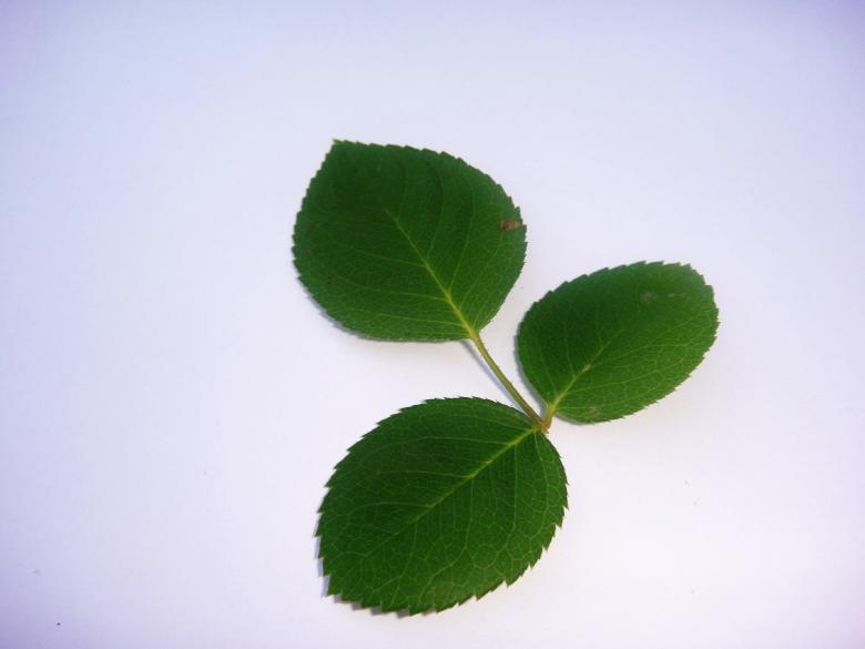 Free stock image of Rose leaves created by Ali Haider