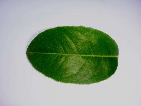 Free Stock Photo of Lemmon plant leaf