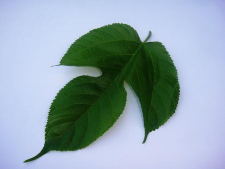 Free Stock Photo of Fruit tree leaf