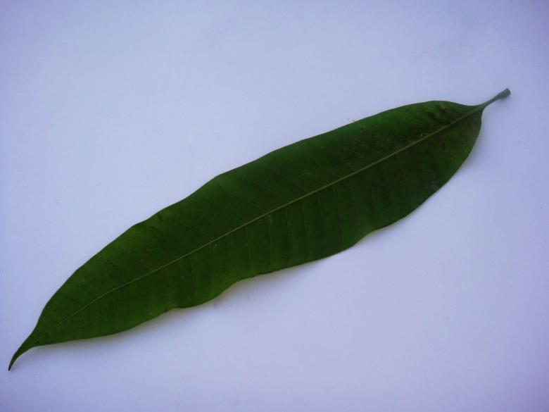 Free stock image of Single green leaf created by Ali Haider