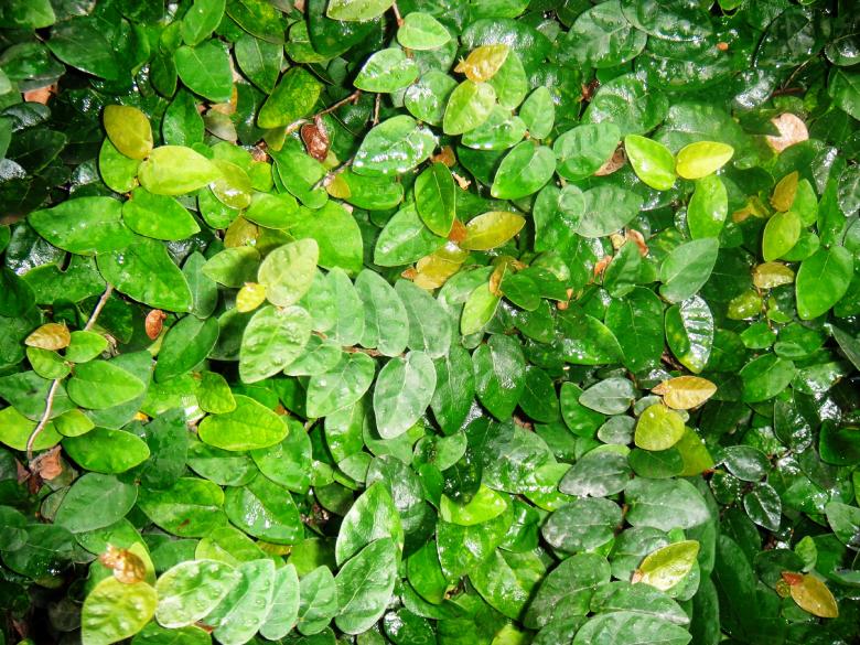 Free stock image of Green small leaves created by Ali Haider