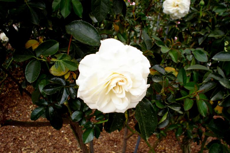 Free stock image of White Rose created by Thom Parkin