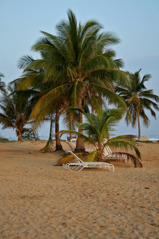 Free stock image of Palm Tree created by GusRomanPhotography