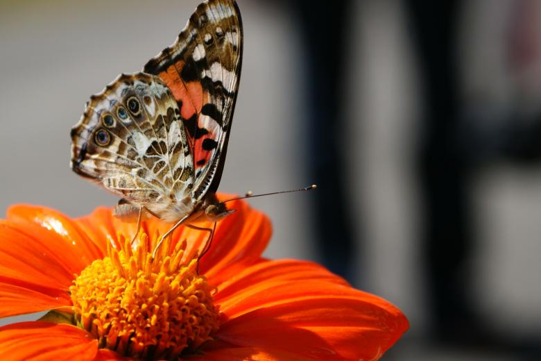 Free stock image of Butterfly created by Barry Haynes