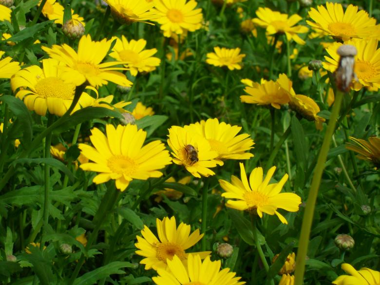 Free stock image of Bee on yellow flowers created by Ngaire