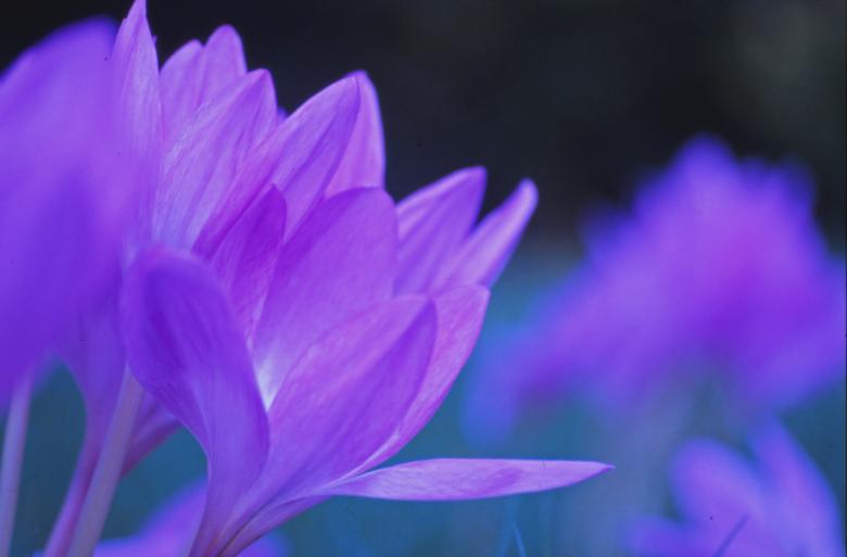 Free stock image of Violet Flower created by MUNCH PIERRE