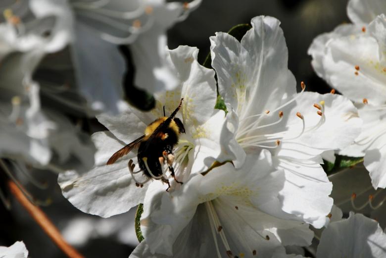 Free stock image of Gathering Nectar created by Bill Carlson