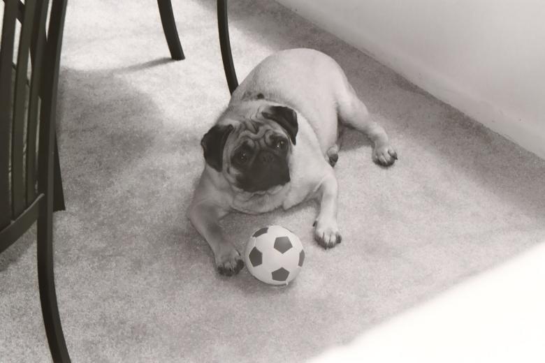 Free stock image of Black and white dog created by vickie cook