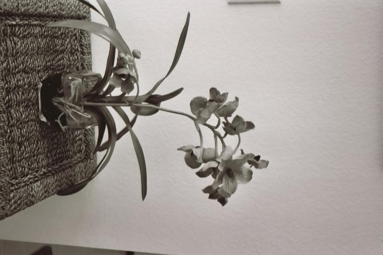Free stock image of Orchids created by vickie cook