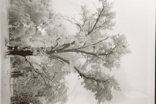 Snowy day - Free Stock Photo