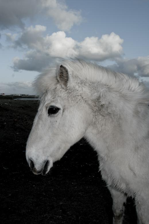 Free stock image of Icelandic Horse created by Bjorgvin