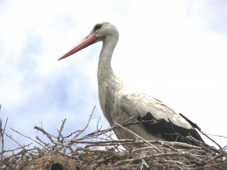 Free stock image of Stork on its nest created by Yuliy Ganev