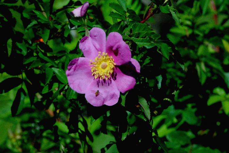 Free stock image of Honey Bee On A Marsh Rose created by Bill Carlson