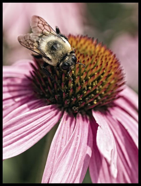 Free stock image of Echinacea Bee created by Andi Browning