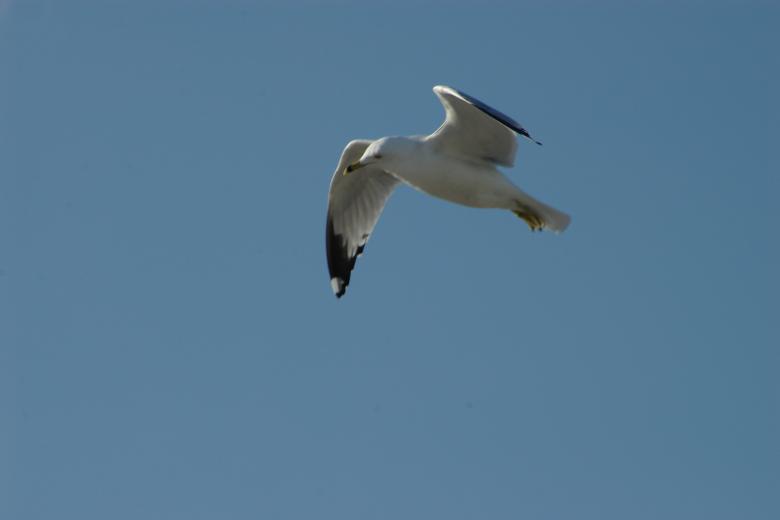 Free stock image of Florida pictures created by david balasa