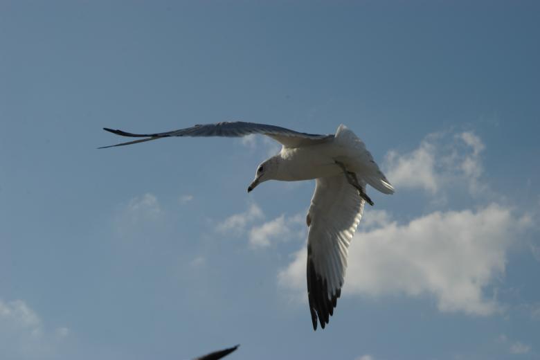 Free stock image of Florida created by david balasa