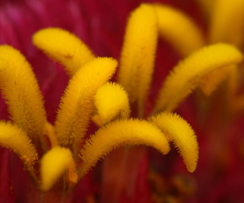 Free stock image of Zinnia Stamen created by Andi Browning